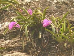 Aerides multiflora, photograph (c) Sagnik Dutta Roy, some rights reserved (CC BY)