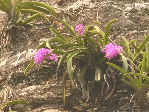 Multi-flowered Aerides (Aerides multiflora)