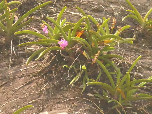 Aerides multiflora, photograph 1