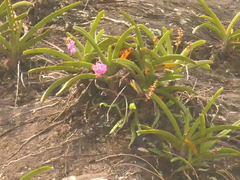 Aerides multiflora, photograph (c) Sagnik Dutta Roy, some rights reserved (CC BY)