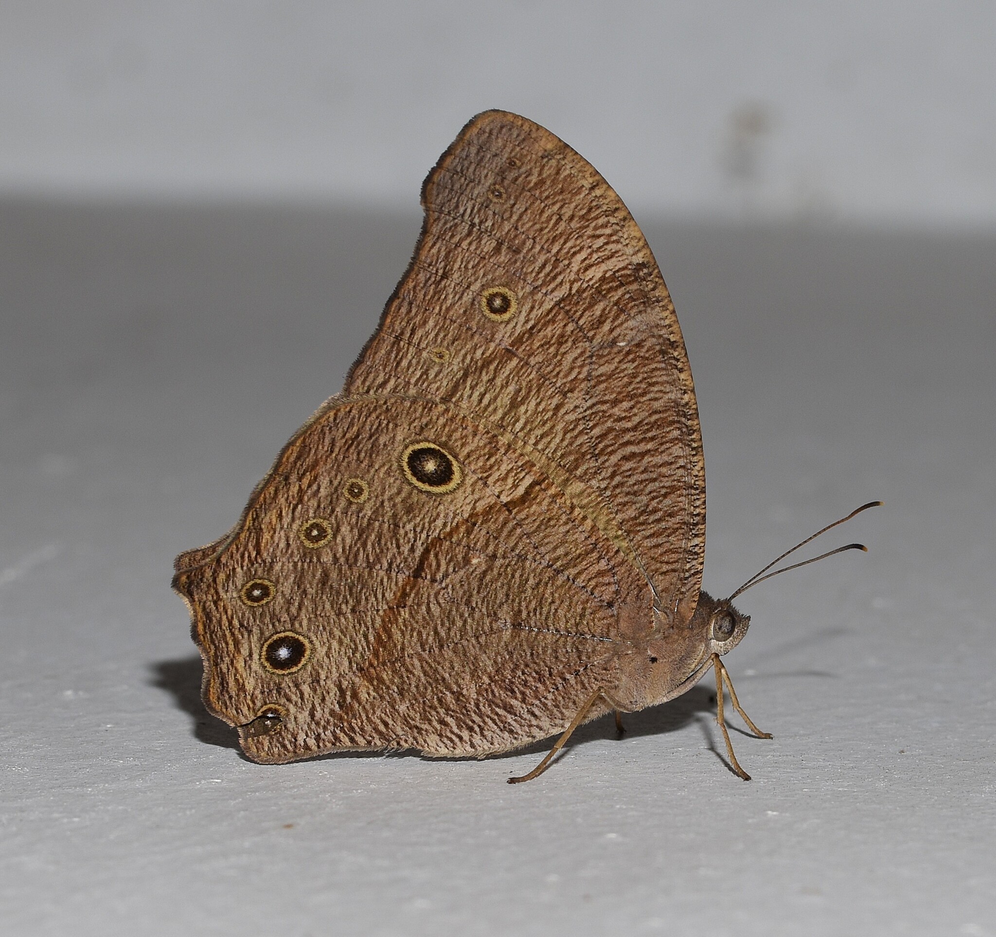 Common Evening Brown