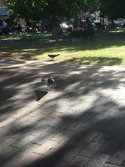 Columba livia domestica