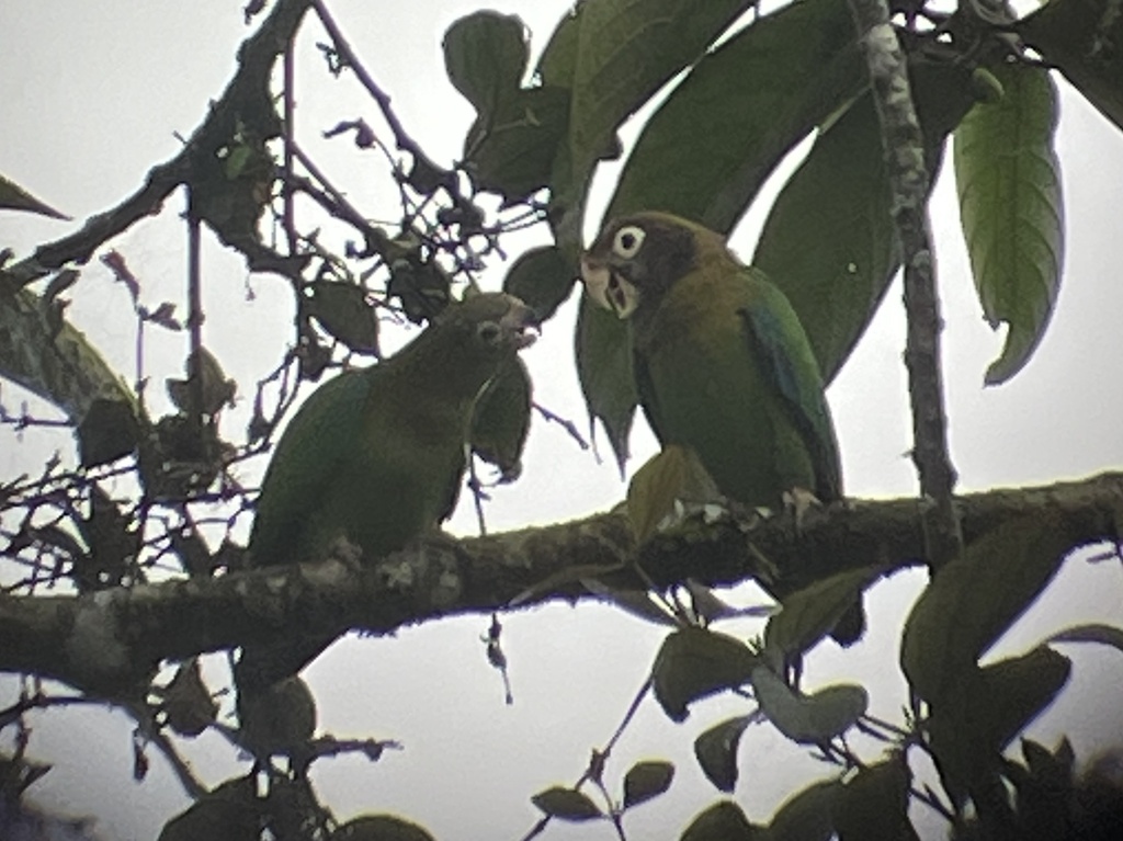 Brown-hooded Parrot
