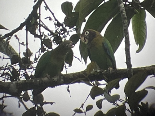 Brown-hooded Parrot