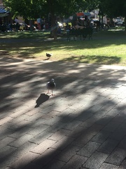 Columba livia domestica