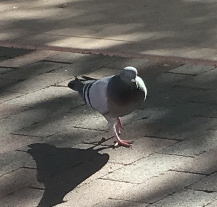 Columba livia domestica