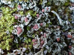 Cladonia caespiticia