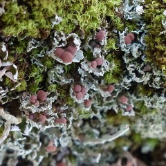 Cladonia caespiticia