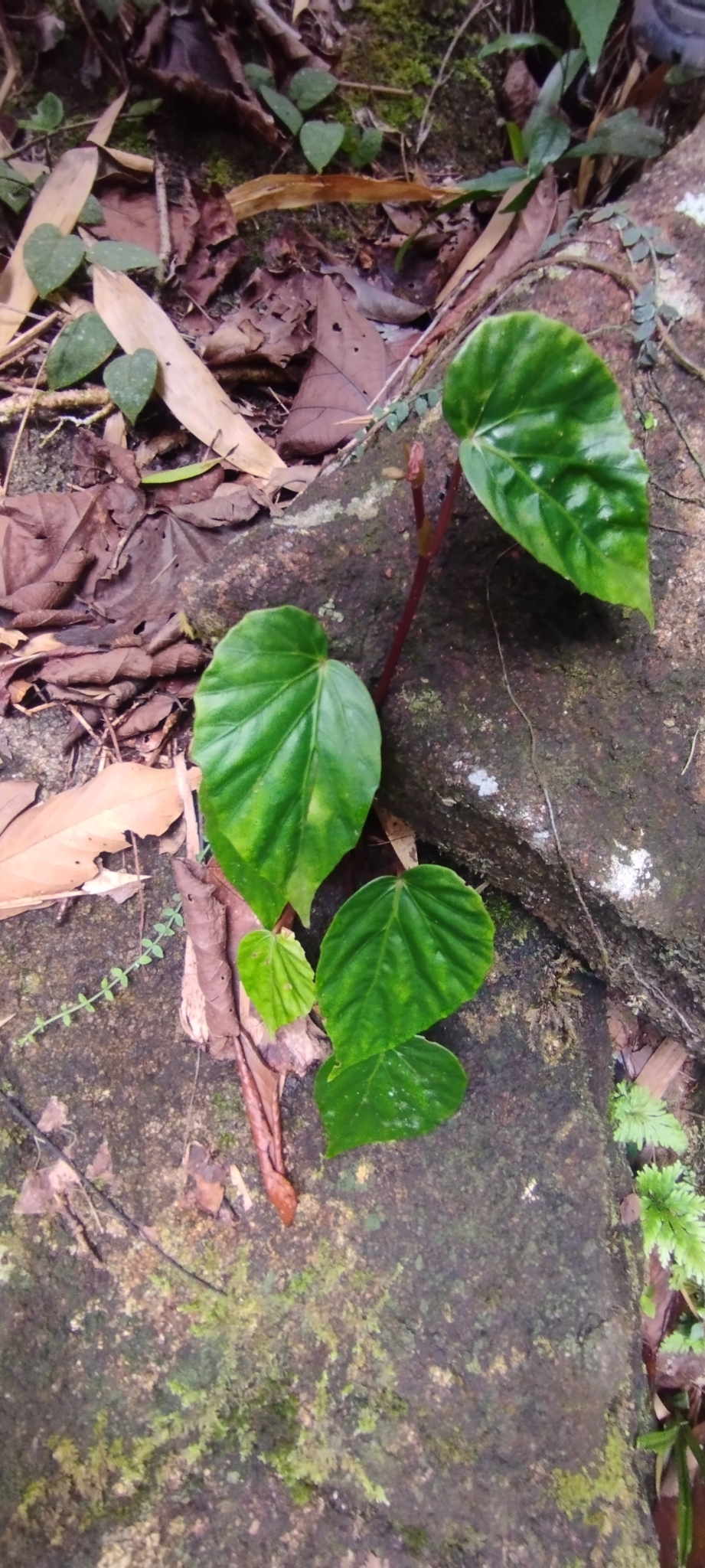 Begonia hongiaoensis (Begonia hongiaoensis)
