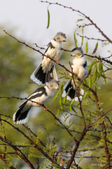 Grey-Crested Helmetshrike photo 3
