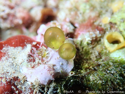 Derbesia tenuissima observed 2021-07-31