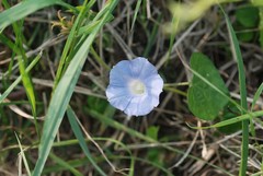 Ipomoea hederacea integriuscula