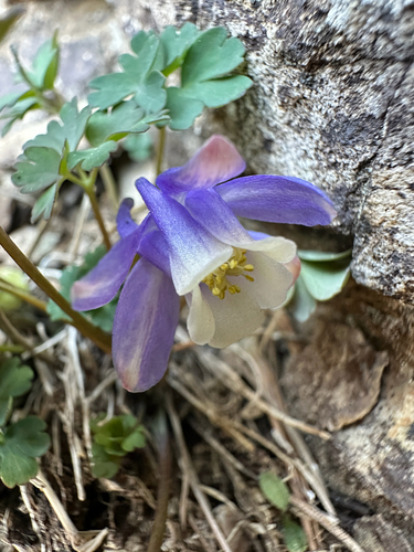 Aquilegia saximontana, photograph 4
