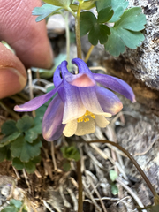 Aquilegia saximontana, photograph author not stated, no rights reserved