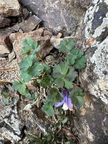 Aquilegia saximontana, photograph 5