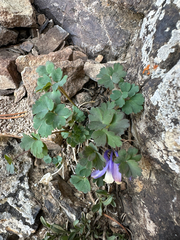 Aquilegia saximontana, photograph author not stated, no rights reserved