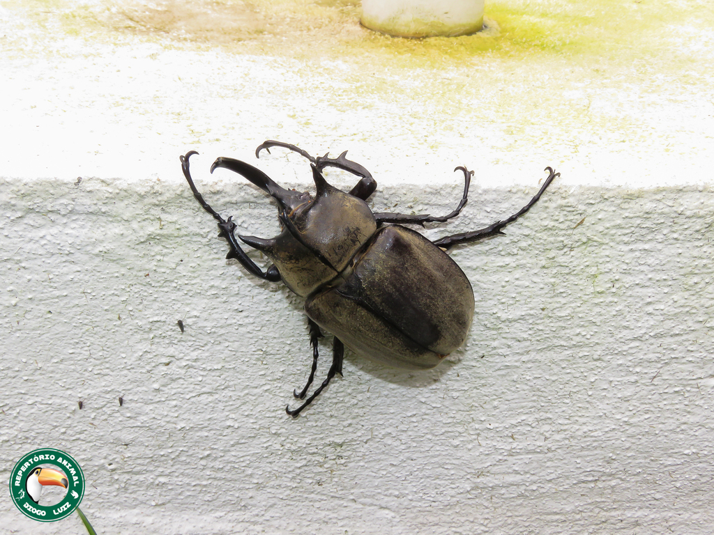 Megasoma typhon typhon