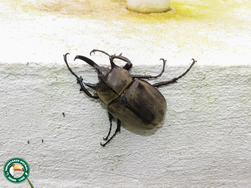 Megasoma typhon typhon