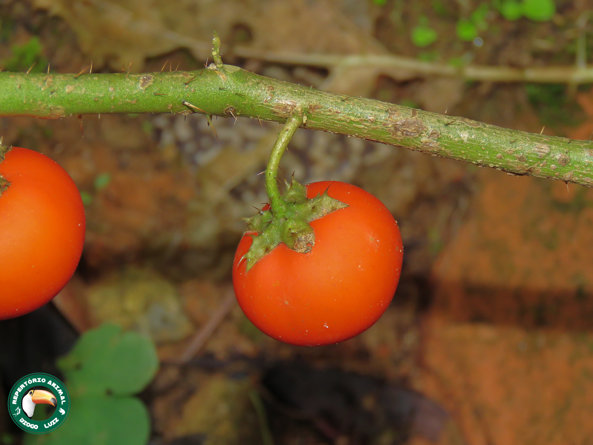 Solanum capsicoides