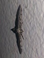 Eupithecia satyrata