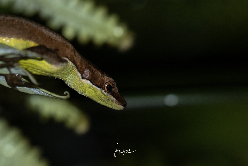 Yunkai Grass Lizard