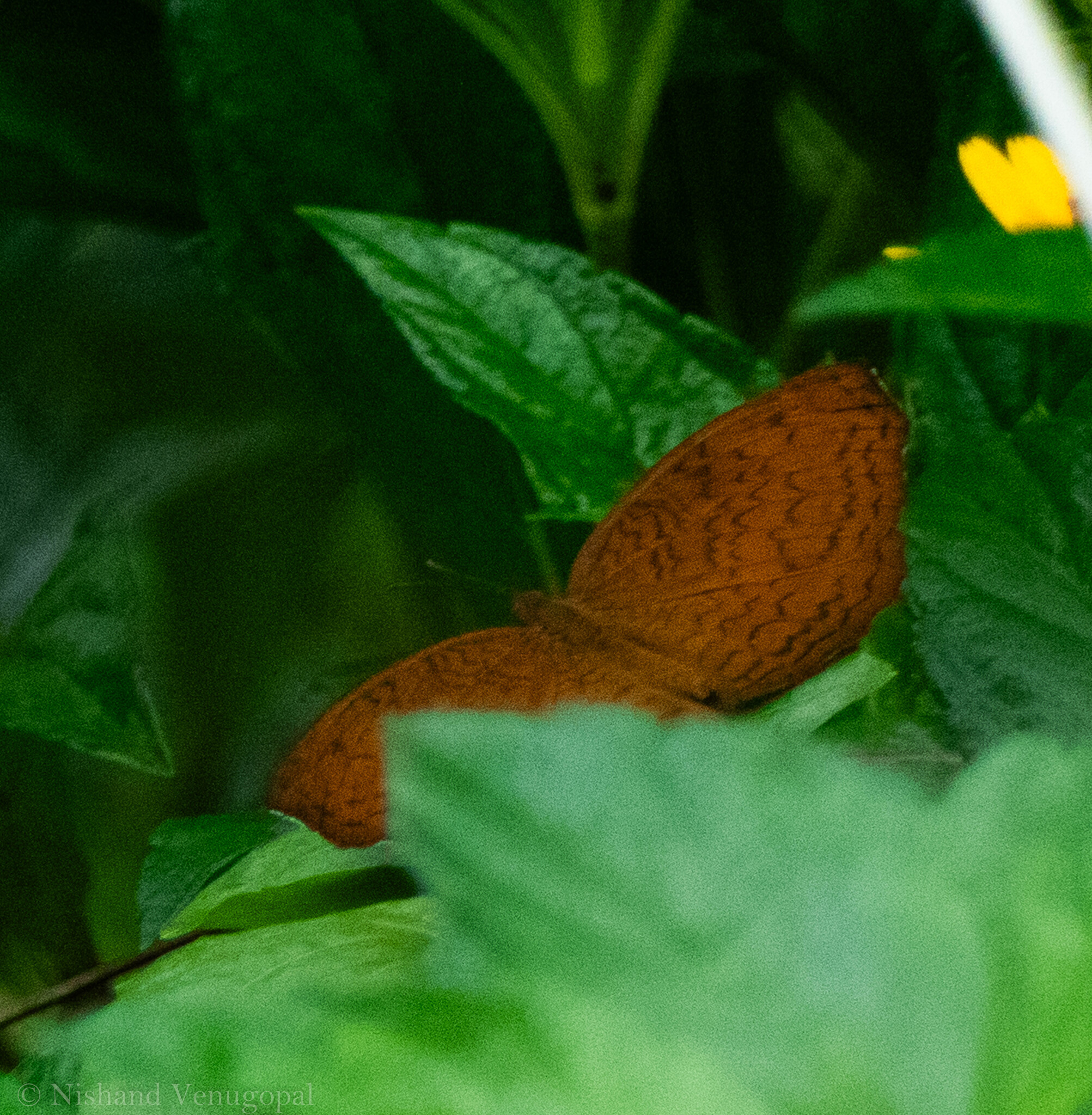 Common Castor