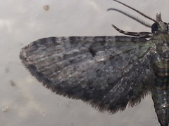 Eupithecia satyrata