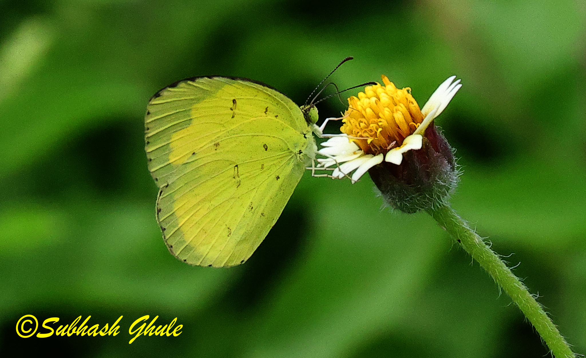 Common Grass Yellow
