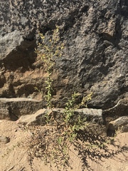 Hazardia squarrosa grindelioides