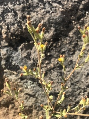 Hazardia squarrosa grindelioides