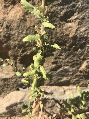 Hazardia squarrosa grindelioides