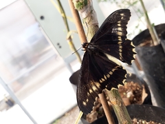 Battus polydamas psittacus