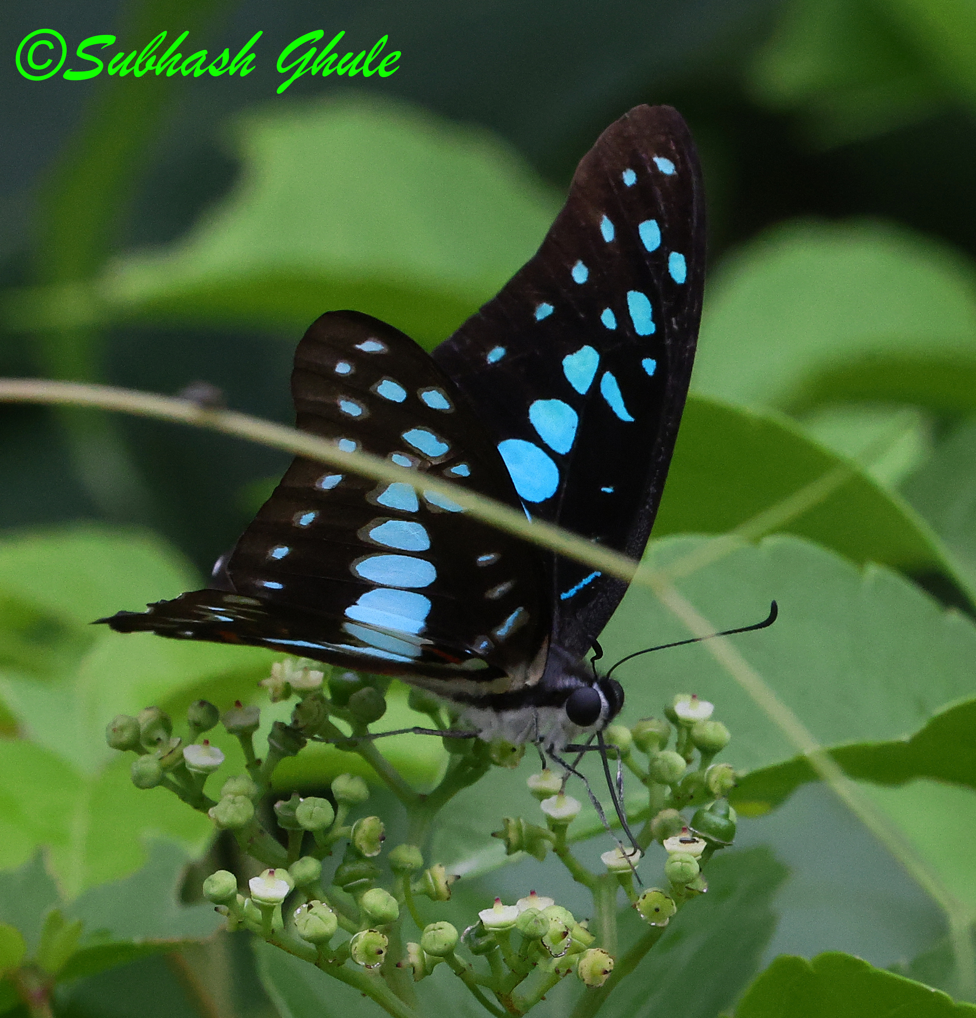Common Jay