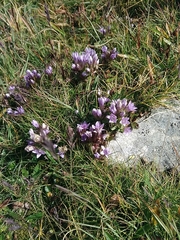 Gentianella ramosa