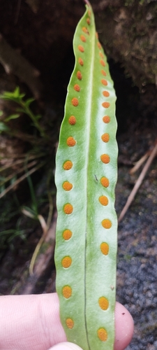 Lecanopteris sinuosa, photograph 6