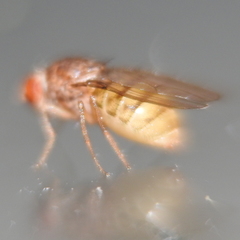 Drosophila repleta