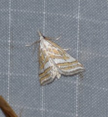 Leptosteges parthenialis
