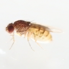 Drosophila repleta