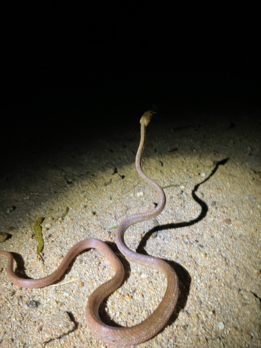 Brown Tree Snake sighting