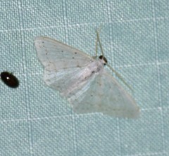 Idaea tacturata
