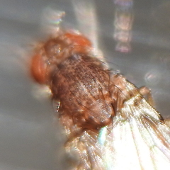 Drosophila repleta