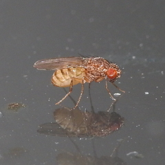 Drosophila repleta
