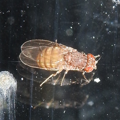 Drosophila repleta