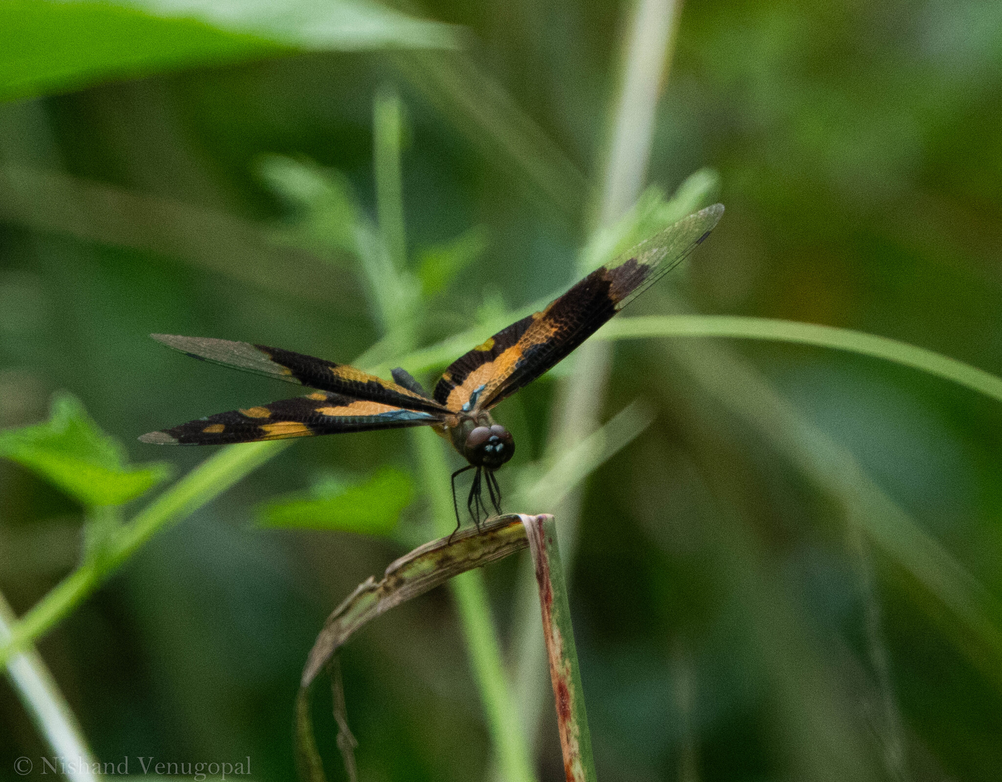 Common Picture Wing