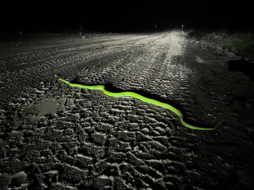 Southern Green Python sighting