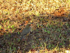 Turdus libonyana peripheris
