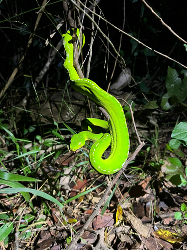 Southern Green Python sighting