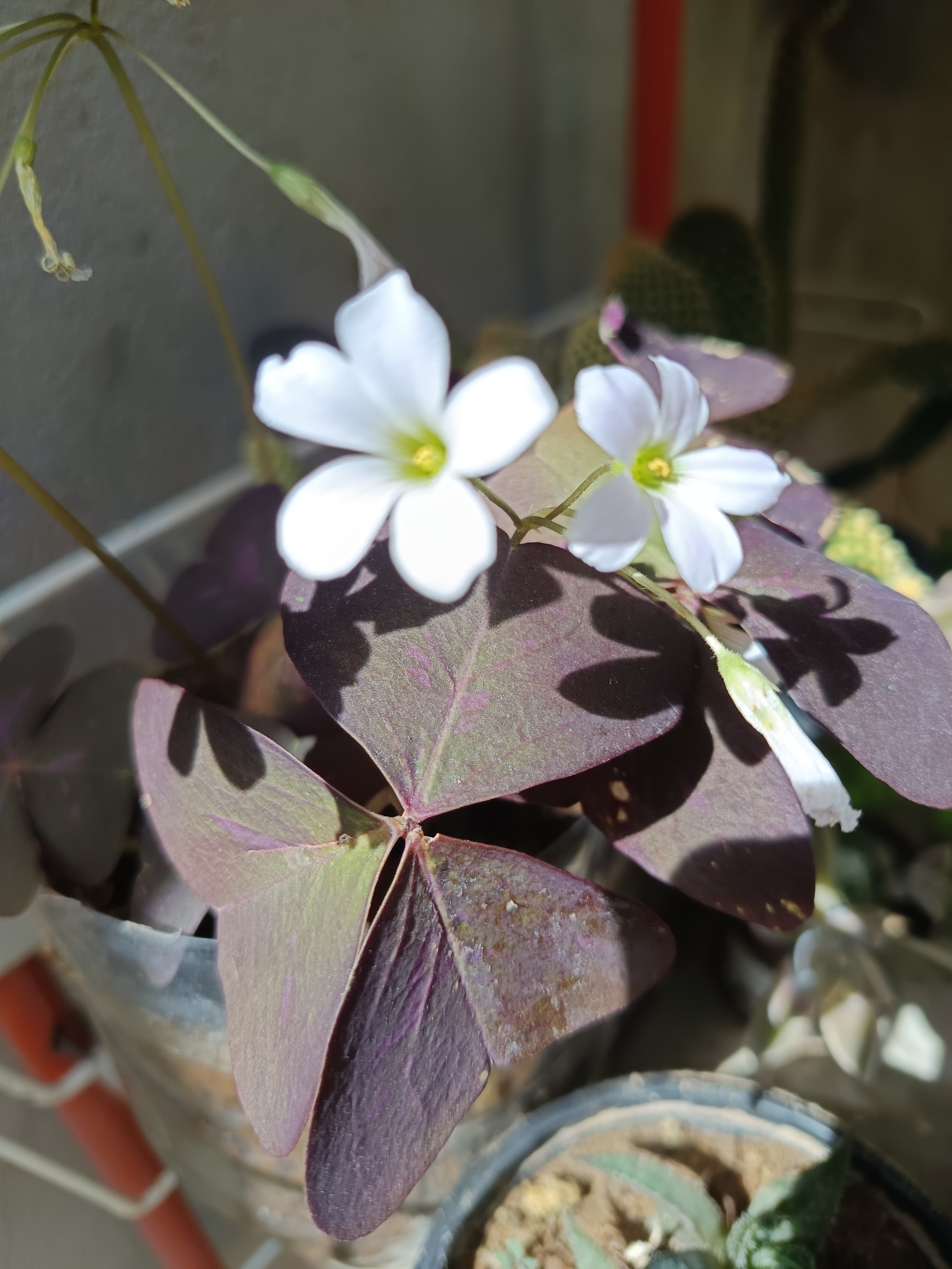 Oxalis triangularis