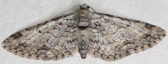 Eupithecia zelmira
