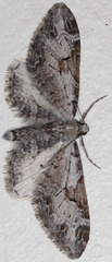 Eupithecia nevadata
